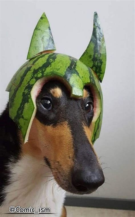 Cute And Adorable Dogs With Watermelon Hats To Brighten Your Day 22