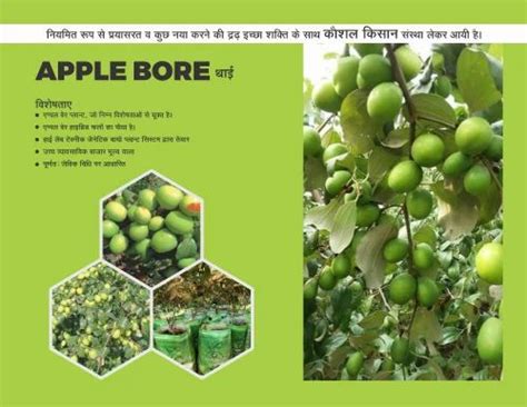 Thai Green Apple Ber Plant At Rs 160plant In Nagpur Id 22870162748