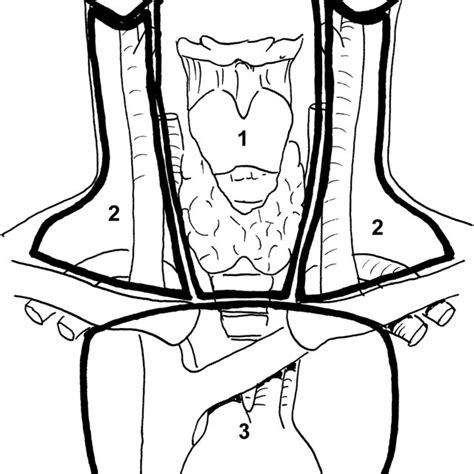 Topographical Orientation Of Cervical Lymph Node Compartments 1