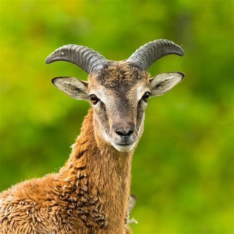 Premium Photo European Mouflon Ovis Aries Musimon Standing In The