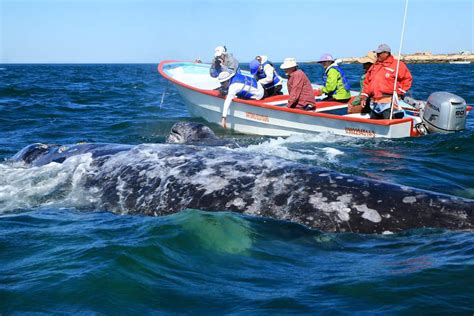 Hermanus Whale Watching: Coastal Charm and Marine Life 3