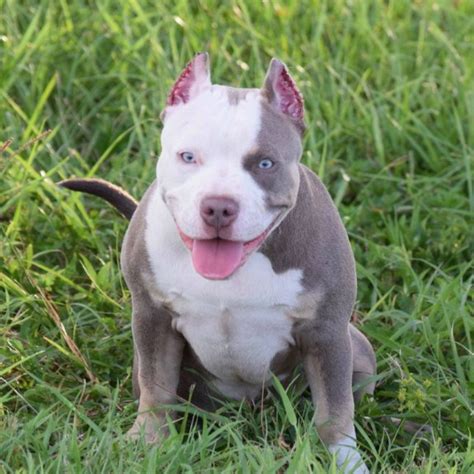 We also ship puppies worldwide. Champagne Tri Color Pitbull Puppies for Sale | Pitbull Puppies