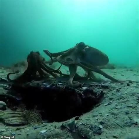 Two Octopuses Caught On Camera Having Sex In The Mornington Peninsula