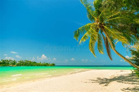 Nature Landscape Amazing Sandy Tropical Beach With Coconut Palm Tree
