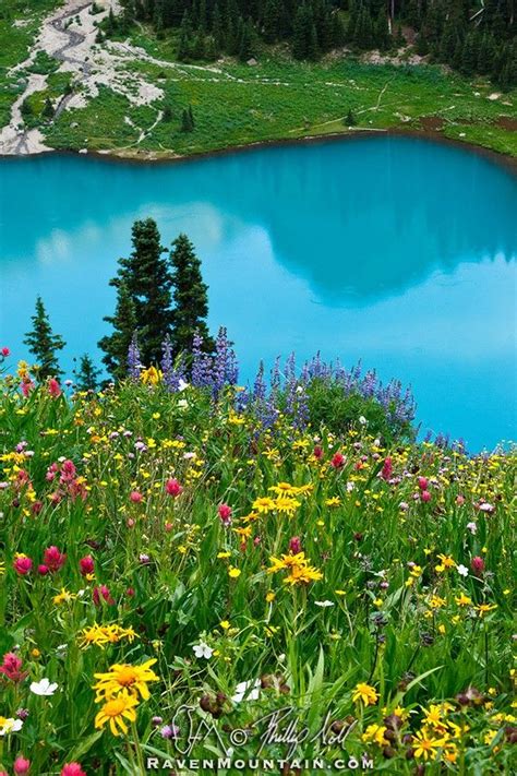 ~~summer Flowers Turquoise Alpine Lake Ans Wildflowers