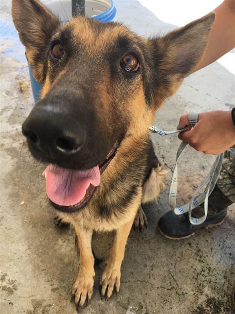 Urgent German Shepherd Dog Luna In Kennels Cyprus Gsdr