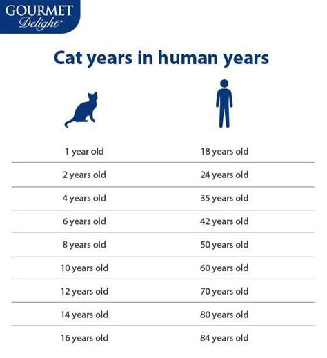 Cat Years Vs Human Years Cats Age Cat Years Cat Ages 1 Year Olds