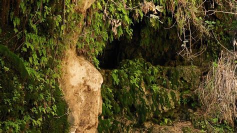Stock Footage Of Moss And Fern Covered Rocks Around A Cave In Israel