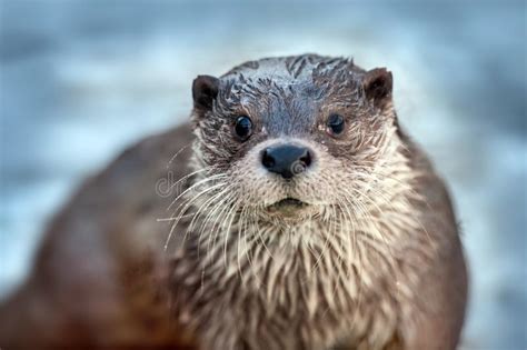 Eurasian Otter Portrait Stock Image Image Of Cute Beauty 99042417