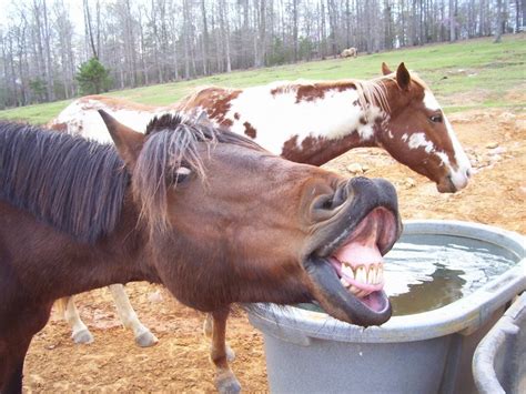Funny Animals Wallpapers Funny Horse Faces