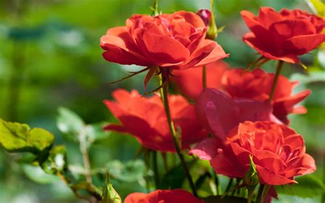 Guide To Starting A Rose Garden How To Care For Rose Bushes Garden