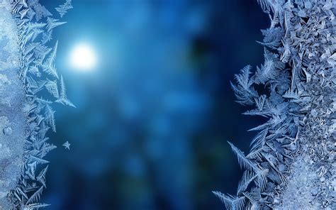 Leafed Plant Blue Blurred Ice Frost Hd Wallpaper Wallpaper Flare