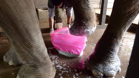 Desde la empresa encargada de la obra de pavimentación, sobre la av. Un experto indio llega para evaluar el estado de Pelusa y ...