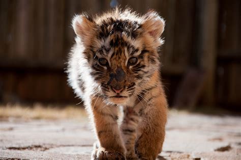 tiger baby cub cute - HD Desktop Wallpapers | 4k HD