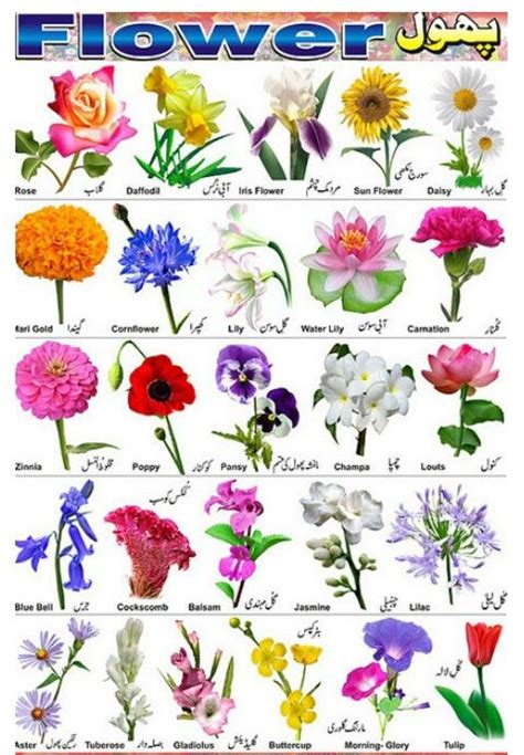 So Many Types Of Flowers 🌹 Flower Types Chart Flower Identification
