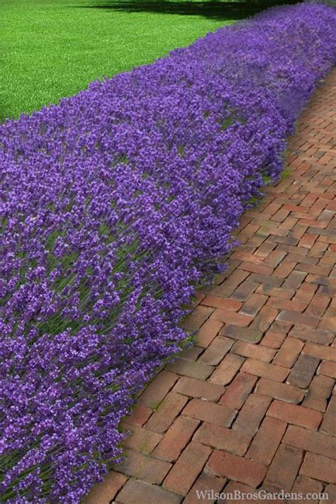 Buy Hidcote Blue English Lavender Plants Free Shipping Quart Pot