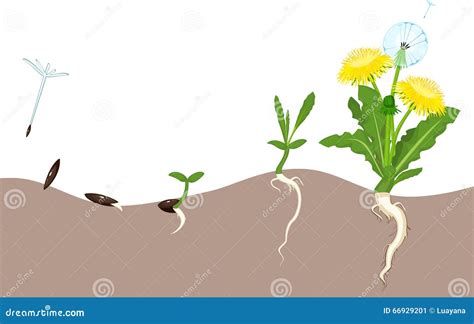 Life Cycle Of Dandelion Stock Vector Illustration Of Reproduction