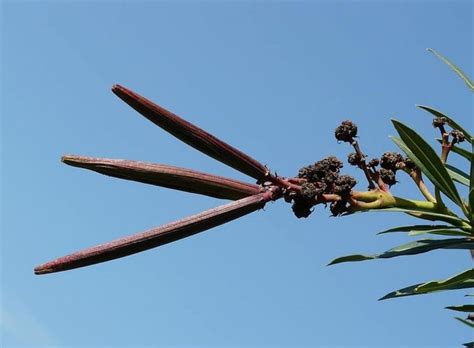 Oleander Nerium Oleander Cultivation And Toxicity Risks Sbennys Blog