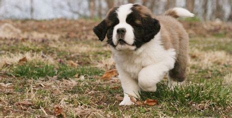The puppies in this litter are from akc registered parents and can also be registered with the akc. St. Bernard Puppies For Sale | Milwaukee, WI #294368