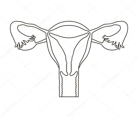 Aparato Reproductor Femenino Para Colorear Sistema Reproductor Porn