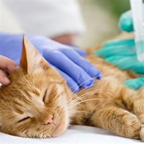 Manlius new york veterinary hospital | vet in manlius. Miller Place Animal Hospital - Miller Place, NY