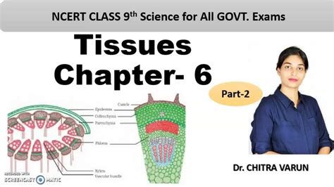 Complex Permanent Tissue Class 9 Science Ncert Chapter 6 Tissues
