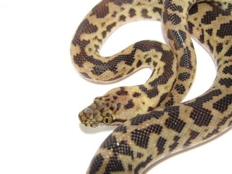 Spotted Python Care Sheet Antaresia Pythons