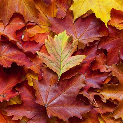 Autumn Maple Leaves Stock Image Image Of Botanical 128493363