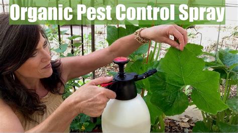 Organic Pest Control Spray For Your Vegetable Garden For Aphids
