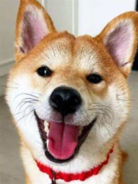 10 Best Shiba Inu Breeders In The United States 2021 We Love Doodles