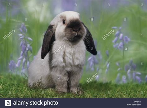 Lop Eared Rabbit High Resolution Stock Photography And Images Alamy