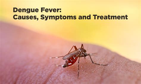 Dengue Fever Causes Symptoms And Treatment Mankind Pharma
