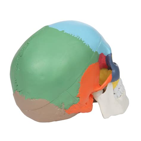 A 104271 3 Part Life Size Painted Didactic Human Skull Axis Scientific
