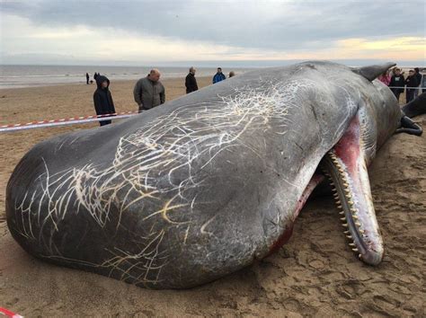 North Sea Sperm Whales Died In Hunt For Squid Bbc News