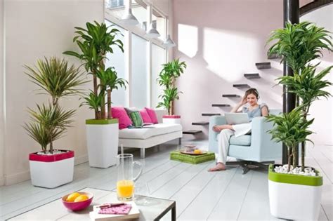 Your living room is the epicenter of your home. Beautiful Indoor Plants to Decorate Your Home - Home Decor ...