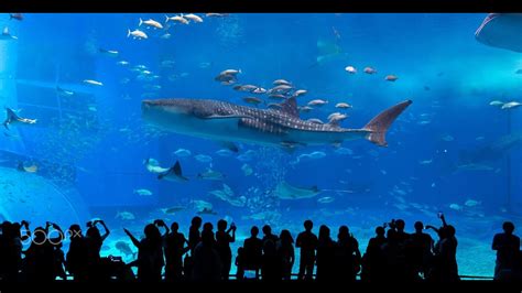 Sea Aquarium Singapore Sentosa Resort World Youtube