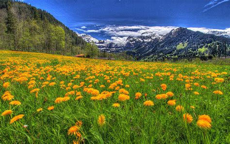 Mountain Field Of Dandelions Papel De Parede Hd Plano De Fundo