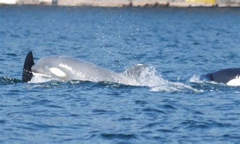 Rare Pale Orca Calf Spotted Off British Columbia