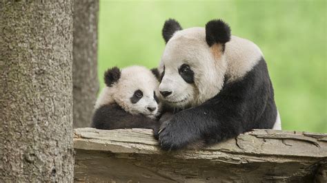 Newborn Baby Pandas Send Blessings For 2023 Cgtn