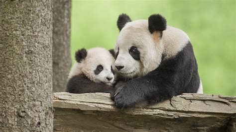 Newborn Panda