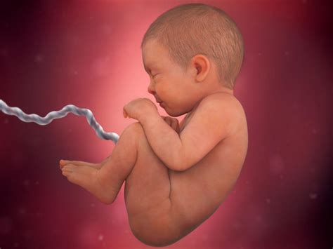Desarrollo Embrionario Del Ovario The Best Porn Website