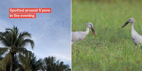 Spore Graced By Migrating Openbill Storks Theyve Never Flown Through
