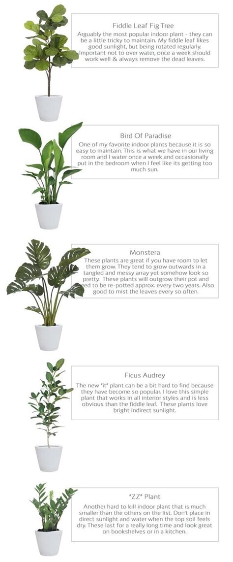 The Best Indoor Plants For Beginners Vine Velocity