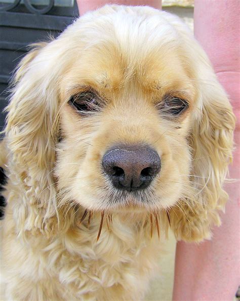 If you are looking to adopt or buy a golden retriever take a look here! Jamie an adoptable cocker spaniel in Austin, TX. www ...