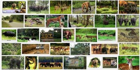 Wildlife Conservation In India Qs Study