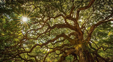 De Geschiedenis Van Charlestons Angel Oak Tree Wechsel