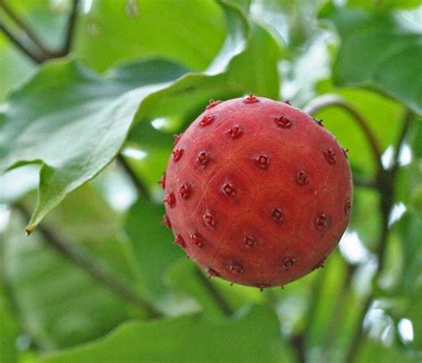 17 Best Images About Seeds Pods And Cones On Pinterest Nature