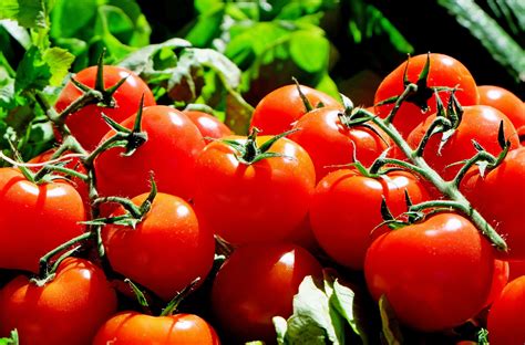 Free Images Fruit Food Red Produce Vegetable Market Tomatoes