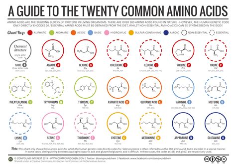 A Brief Guide To The Twenty Common Amino Acids Compound Interest