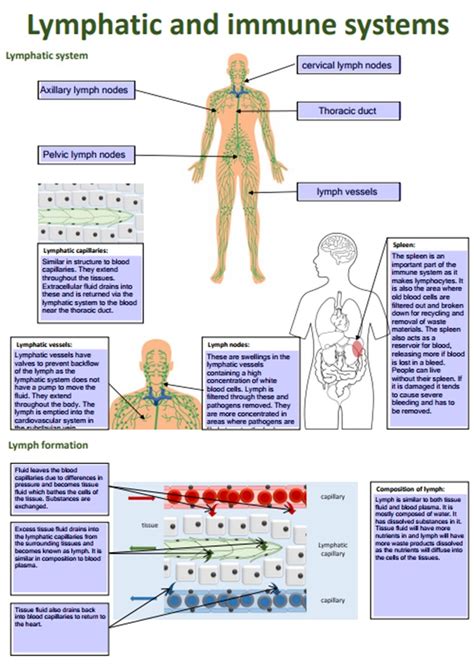 Btec Health And Social Care Unit 3 Lymphatic System Illustrated